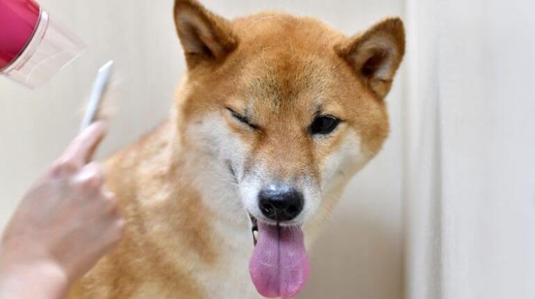 Dogecoin