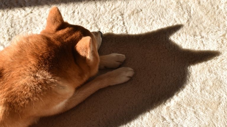 Shuba Inu