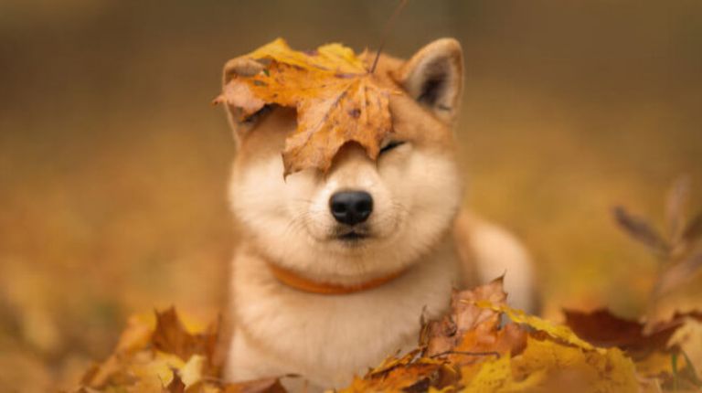 Shiba Inu