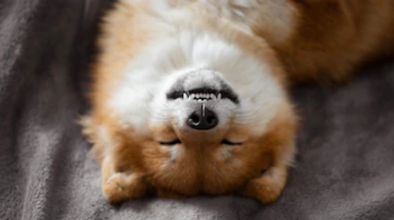 Shiba Inu