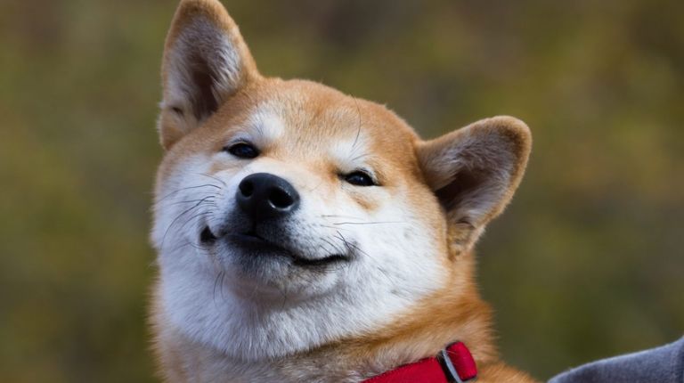 Shiba Inu