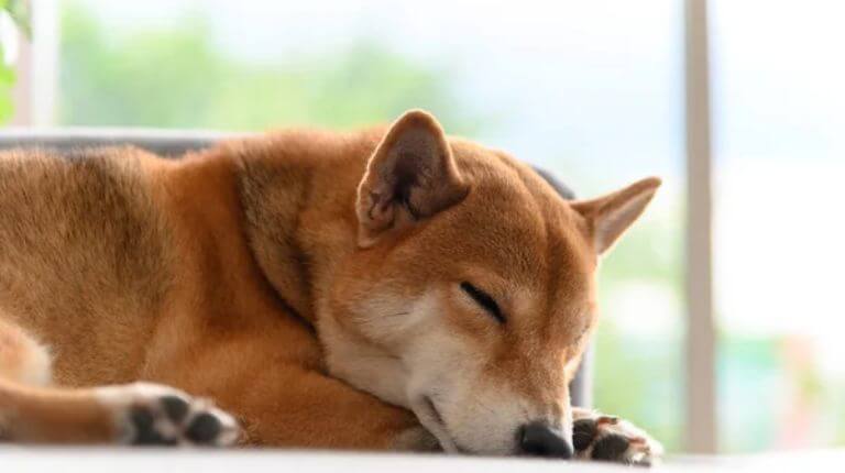 shiba inu