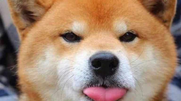 Shiba Inu