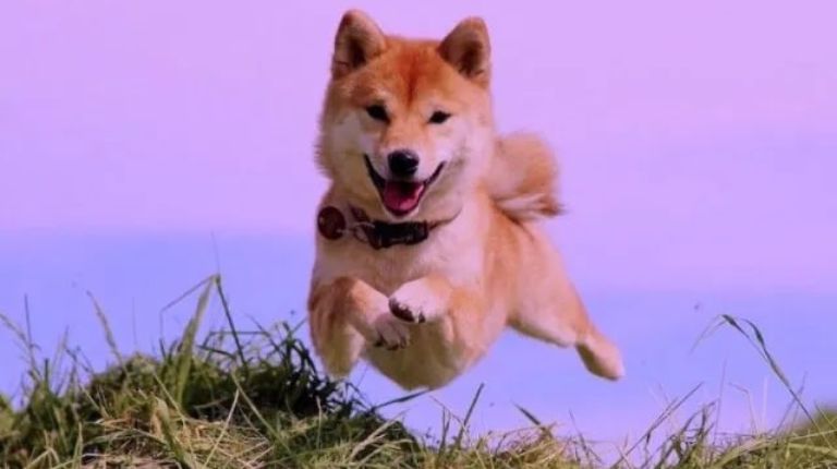 Shiba Inu