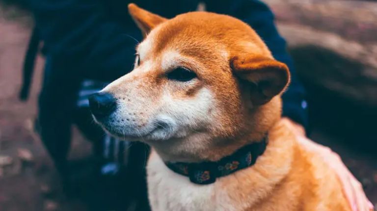 Dogecoin