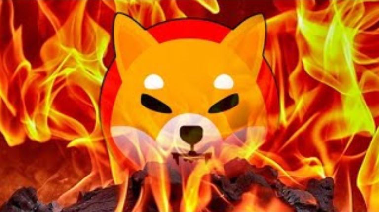 Queima Shiba Inu
