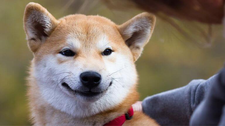 Shiba Inu