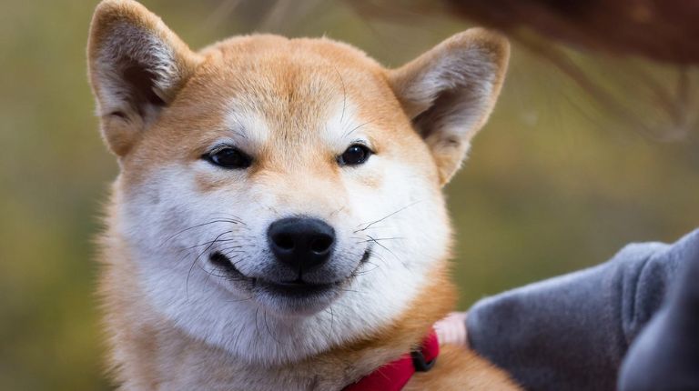 Shiba Inu