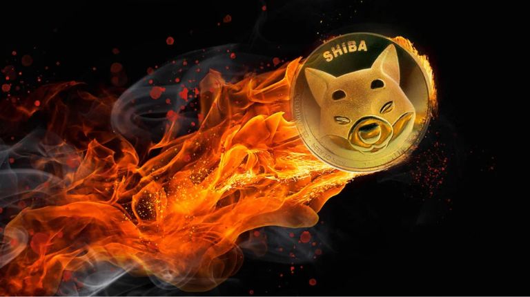 Shiba